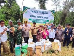 Bupati Barito Timur Hadir di Desa Ampari Bura, Panen Perdana Jadi Sinyal Positif Ketahanan Pangan